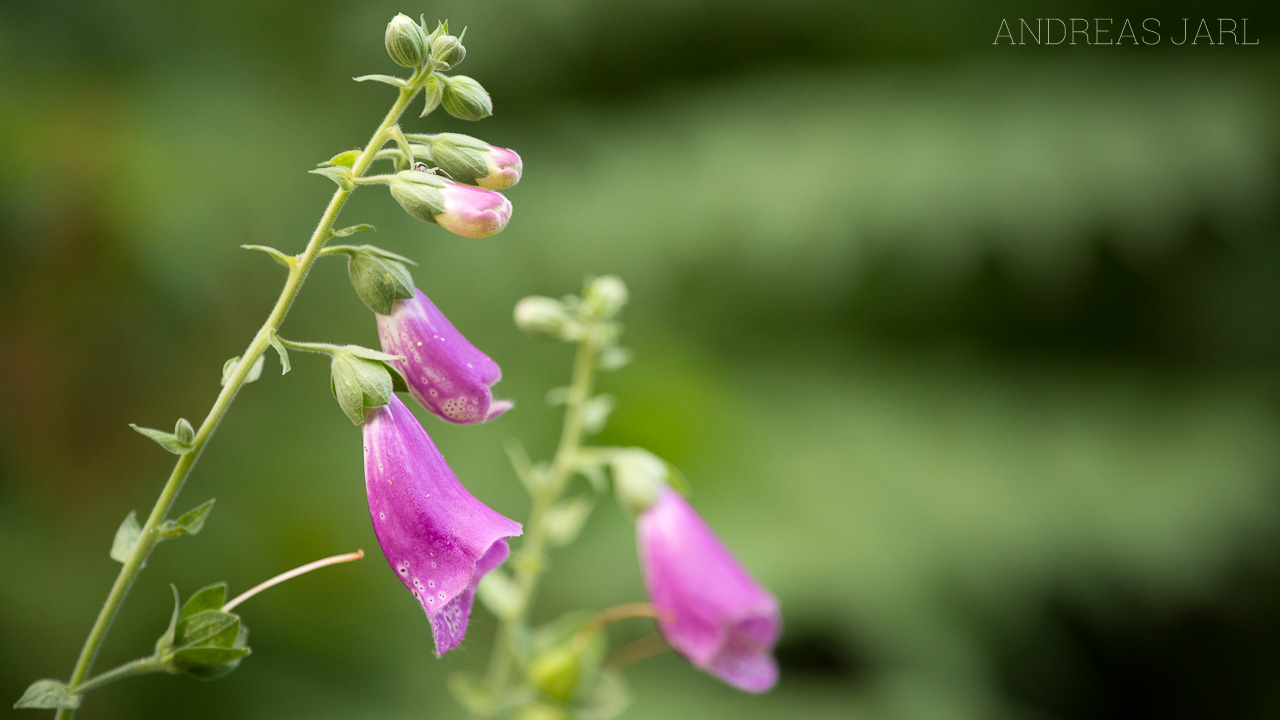 digitalis_purpurea_3654