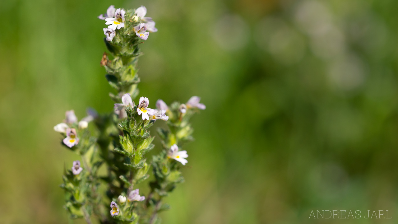 euphrasia_stricta_3690