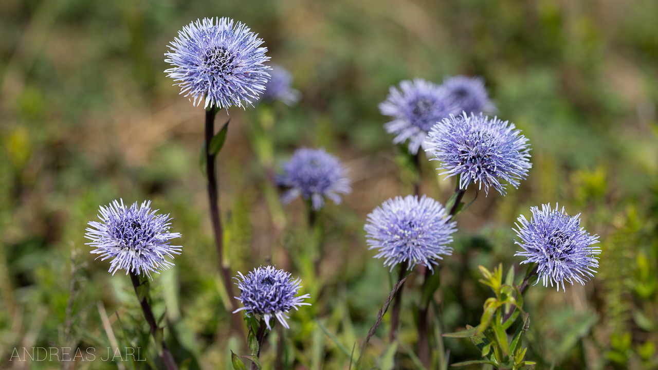 globularia_vulgaris_1755