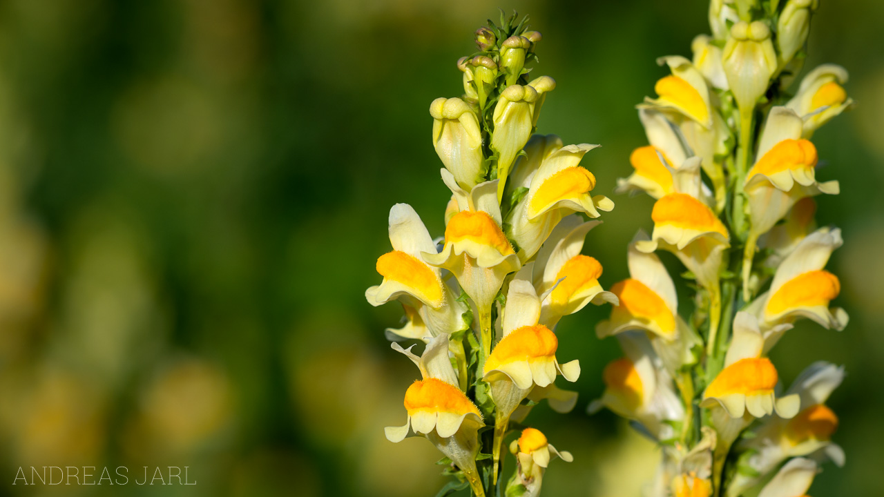 linaria_vulgaris_3682