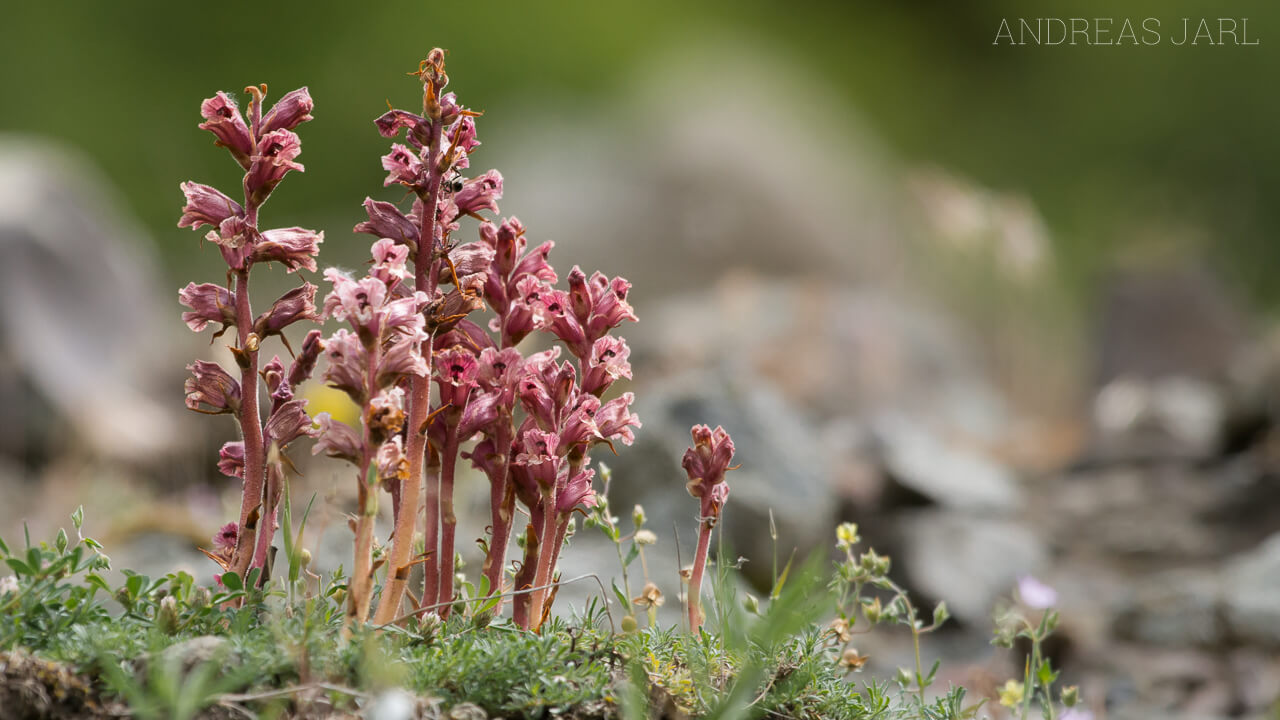 orobanche_2021