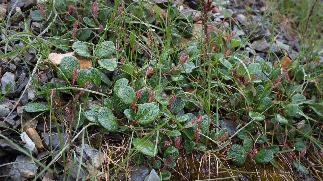 salix_reticulata_4127