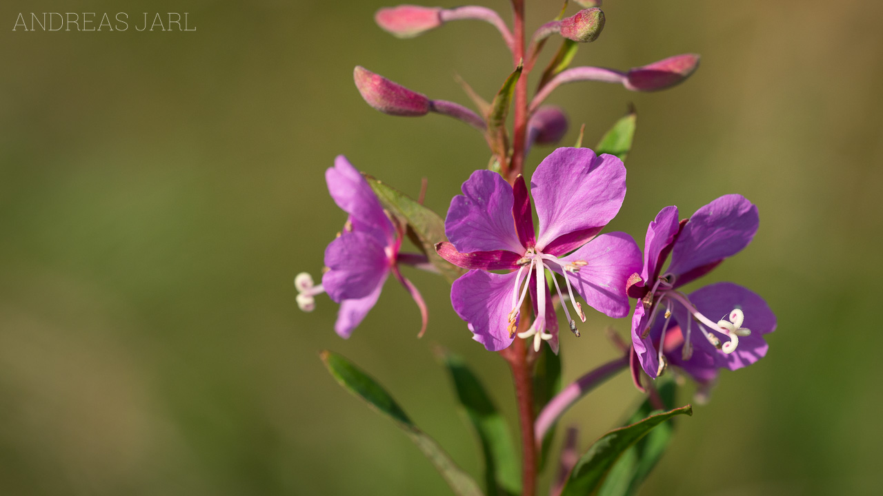 chamaenerion_angustifolium_3684