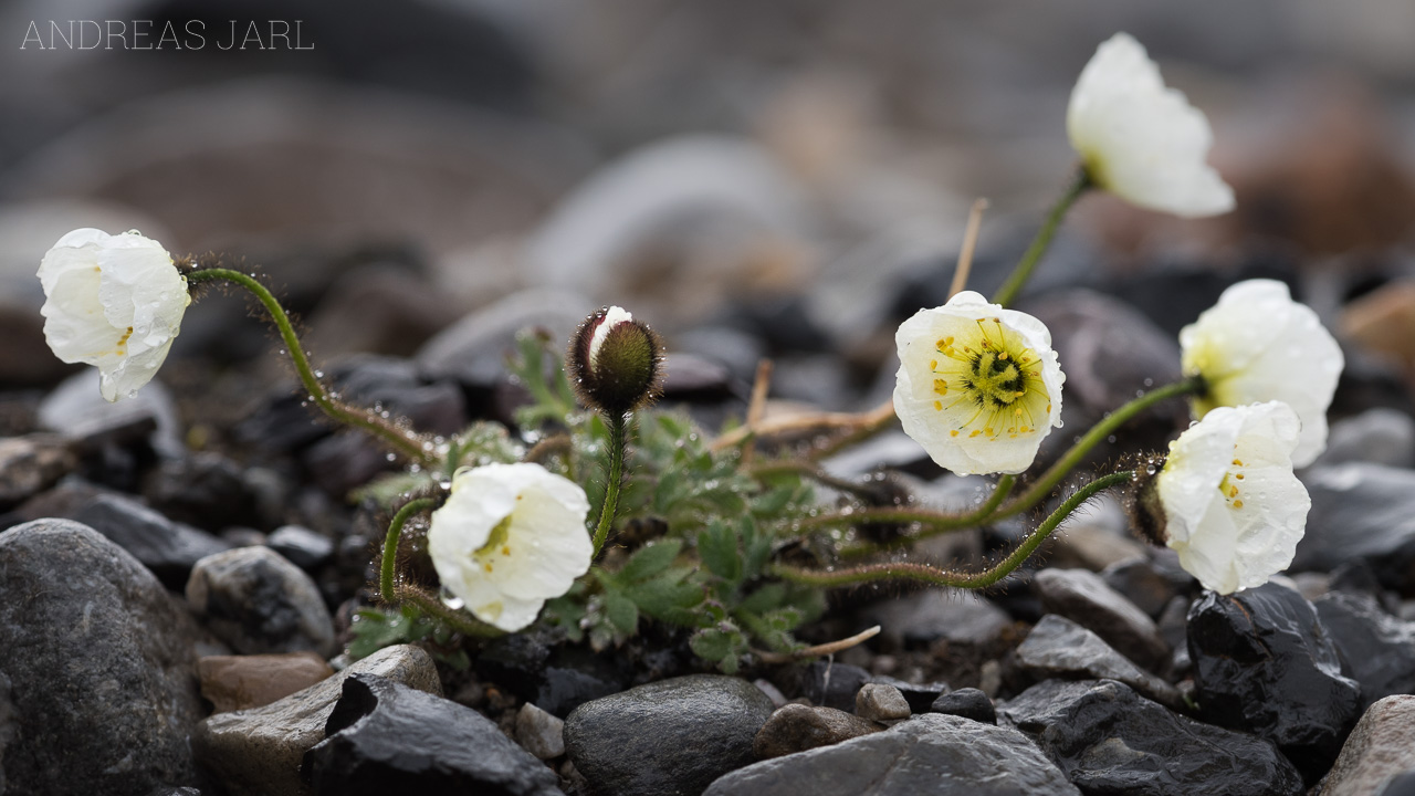 papaver_dahlianum_4147