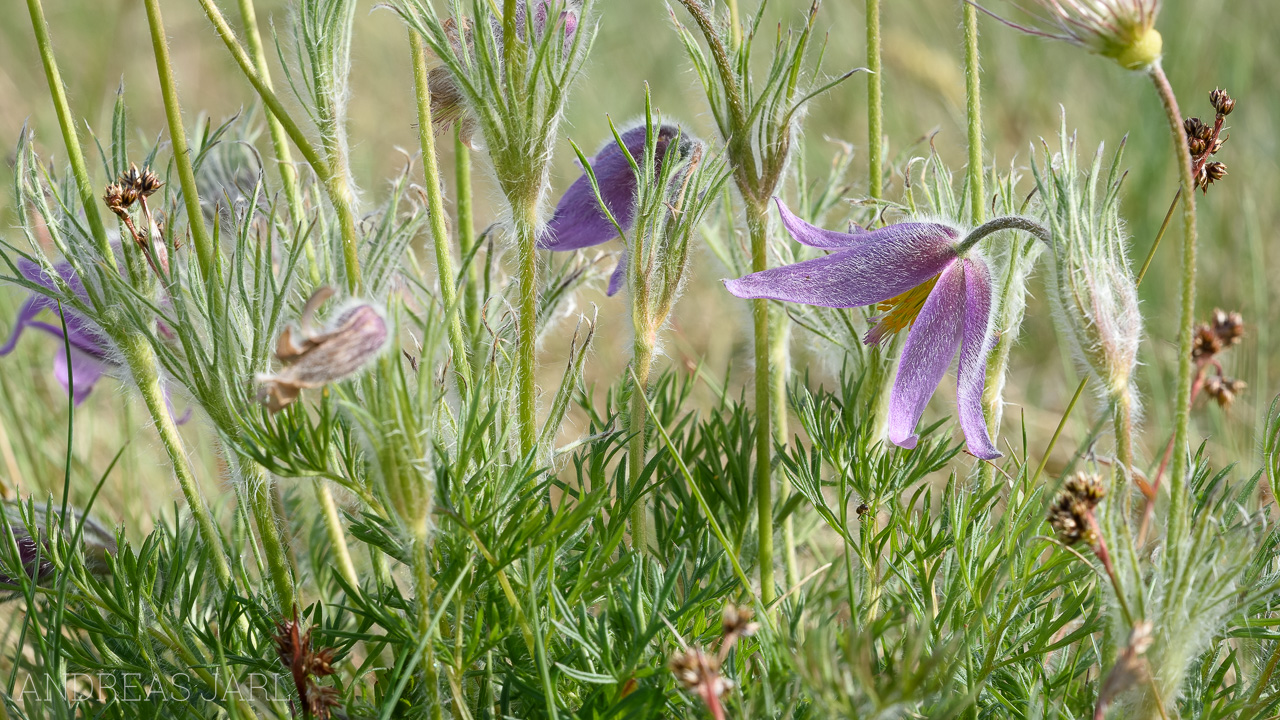 pulsatilla_vulgaris_4644_dxo