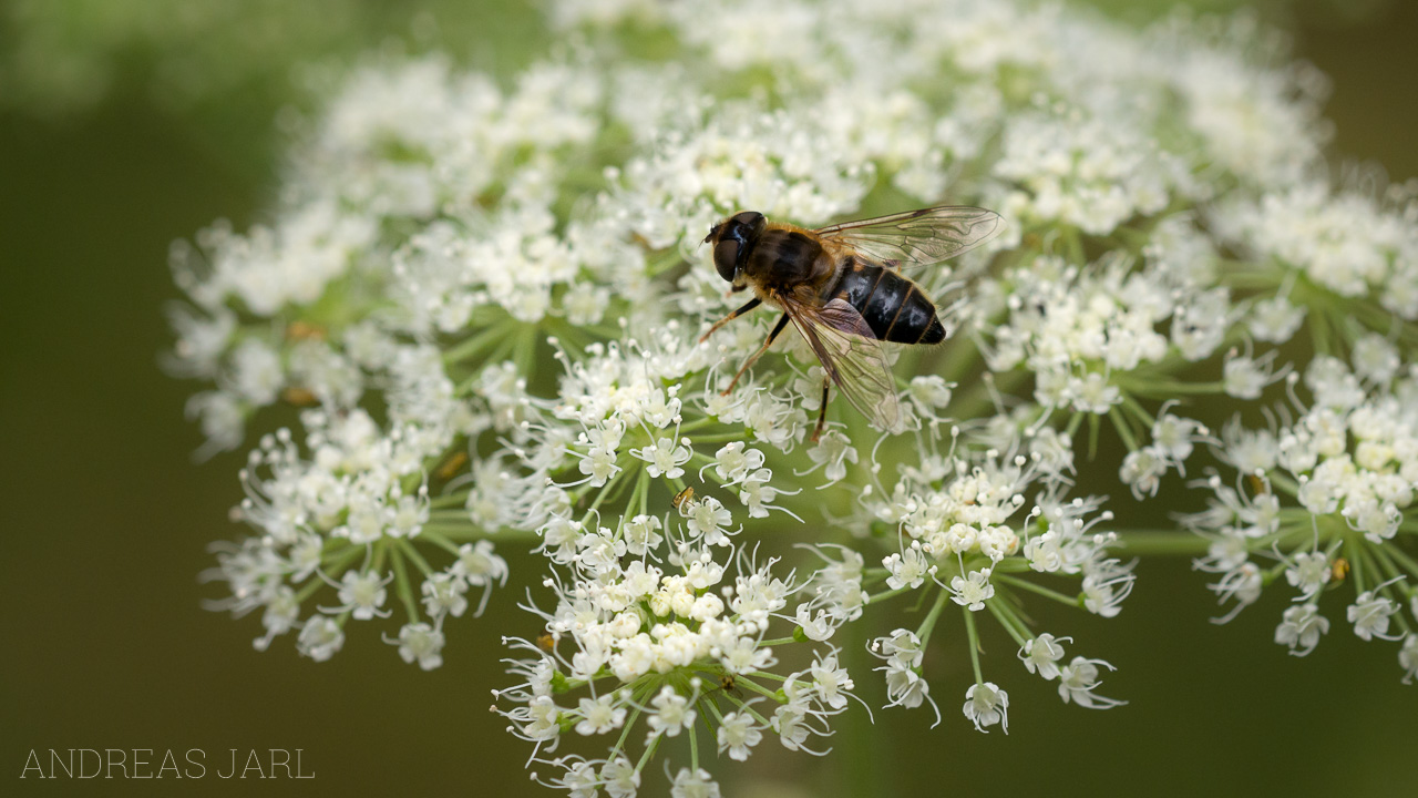 filipendula_ulmaria_1909