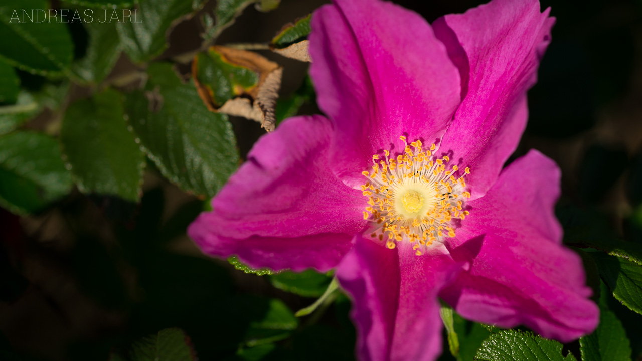 rosa_rugosa_3687