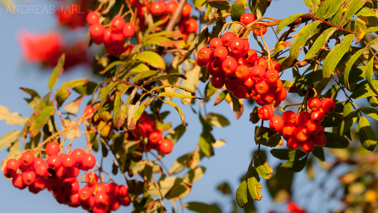 sorbus_aucuparia_54