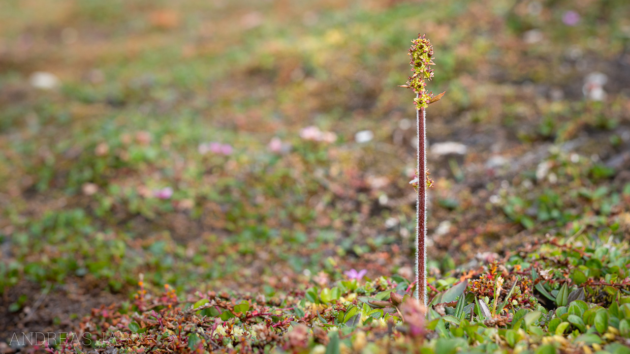 micranthes_hieraciifolia_4148