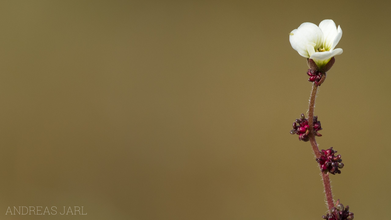 saxifraga_cernua_4125