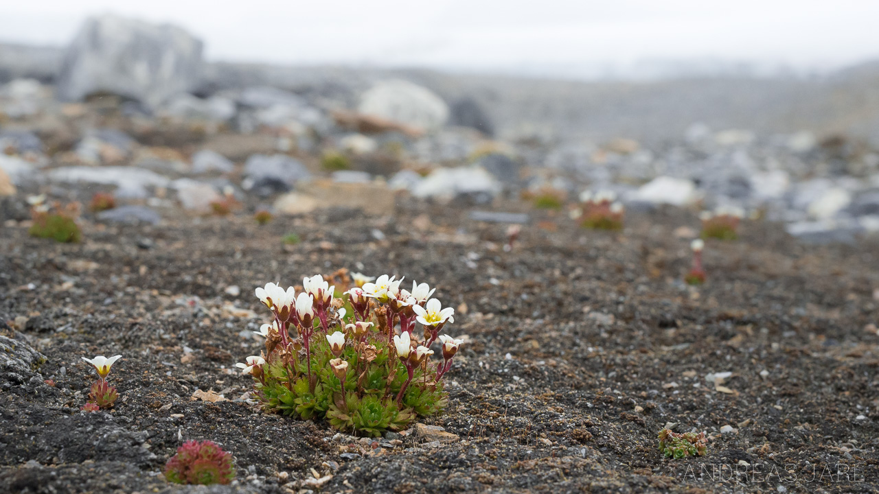 saxifraga_cespitosa_4160