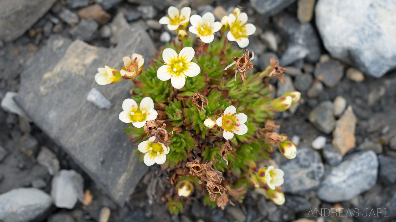 saxifraga_cespitosa_4161