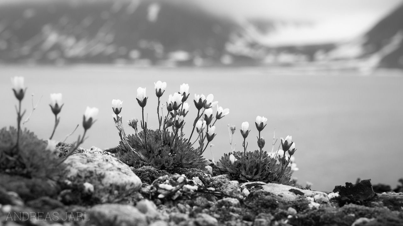 saxifraga_cespitosa_4162