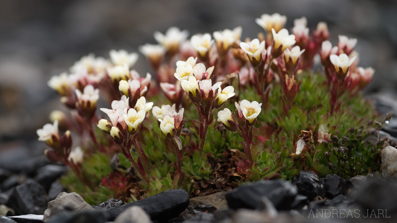 saxifraga_cespitosa_4163