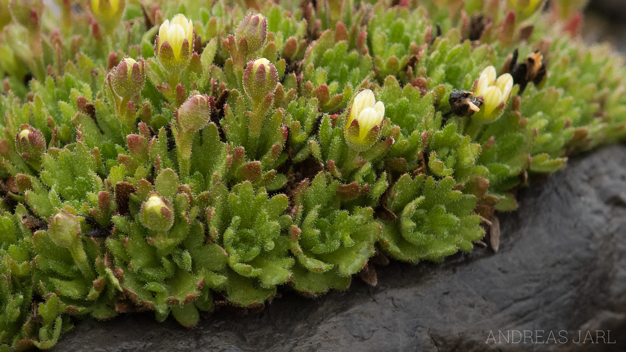 saxifraga_cespitosa_4164