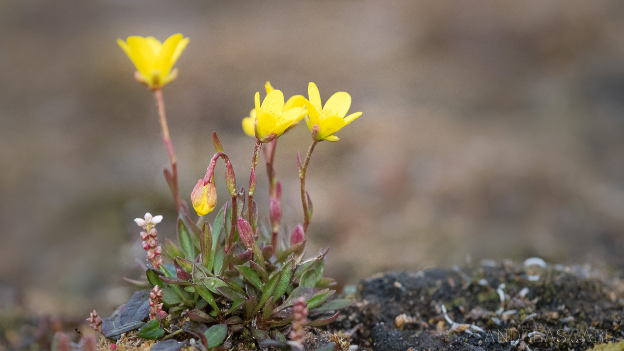 saxifraga_hirculus_compacta_4159