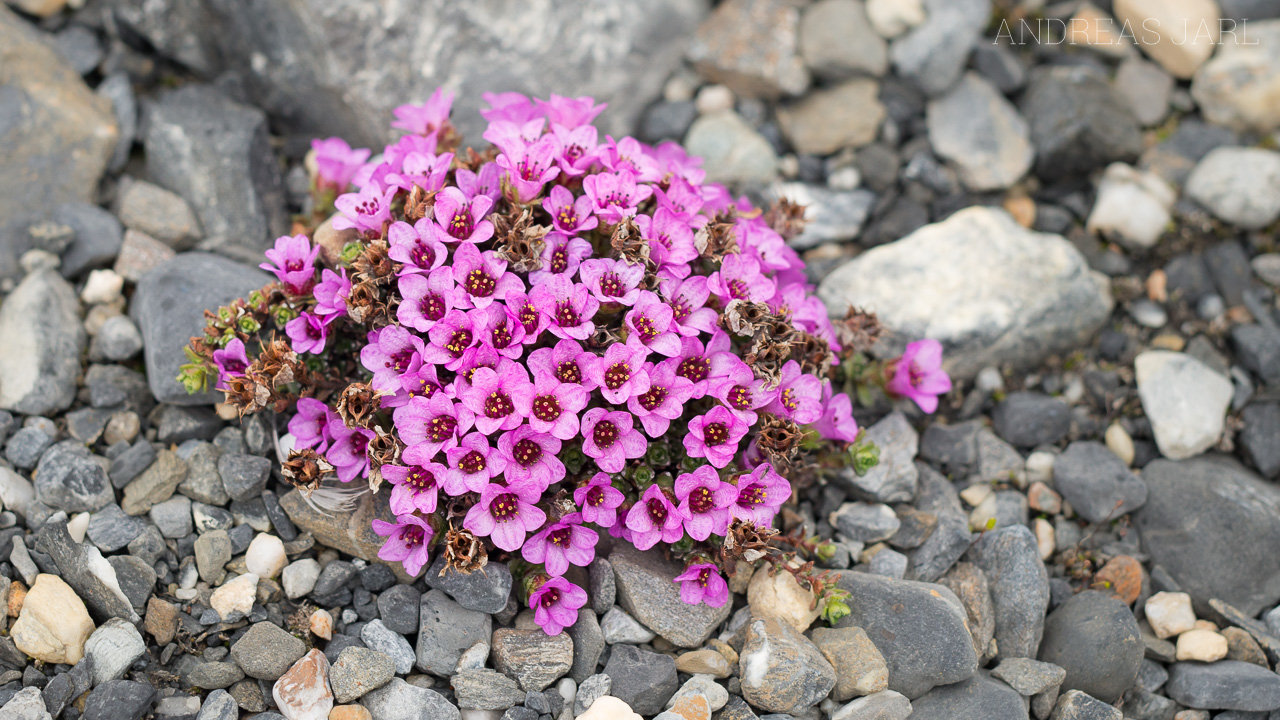 saxifraga_oppositifolia_4141