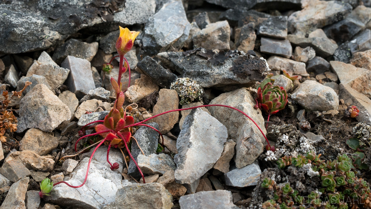 saxifraga_platysepala_4154