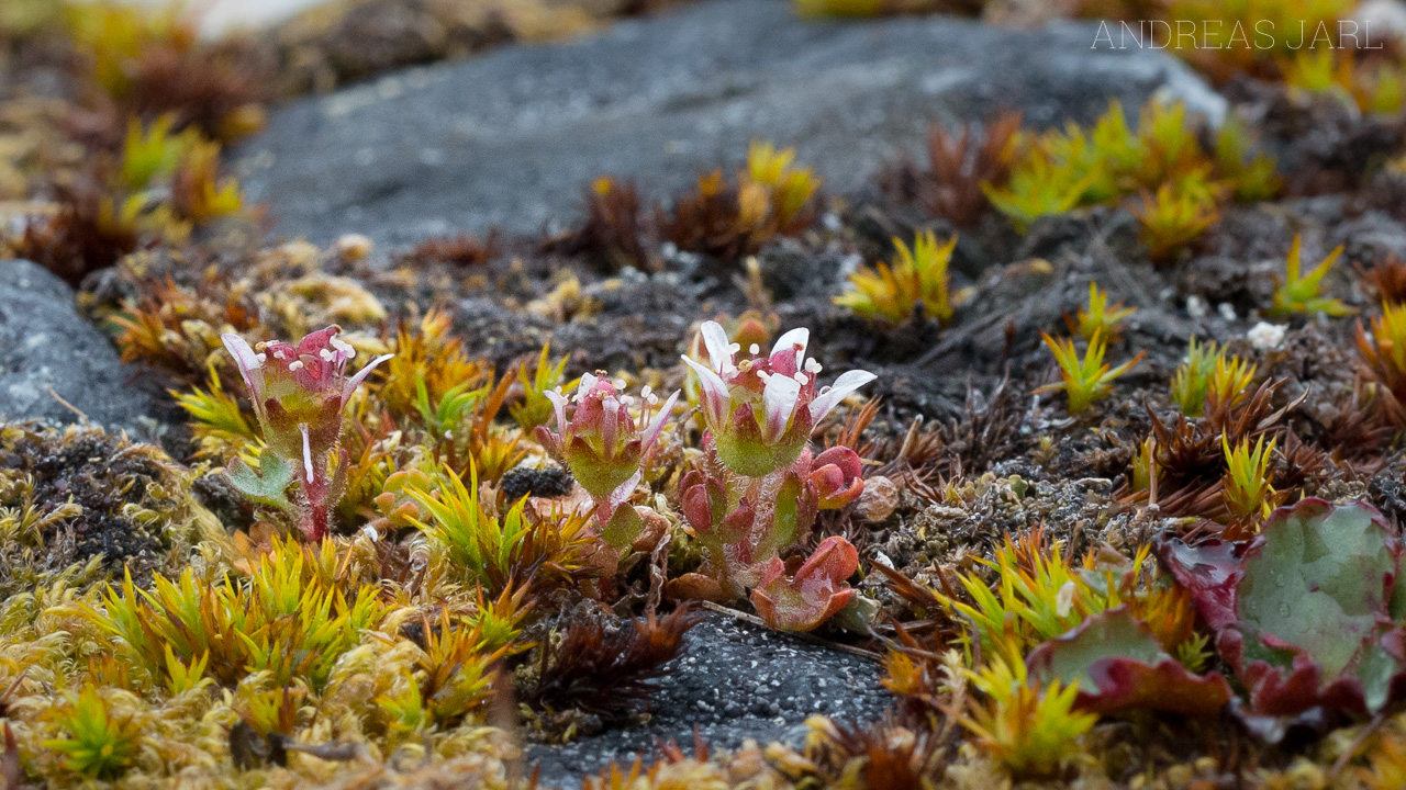 saxifraga_rivularis_4143