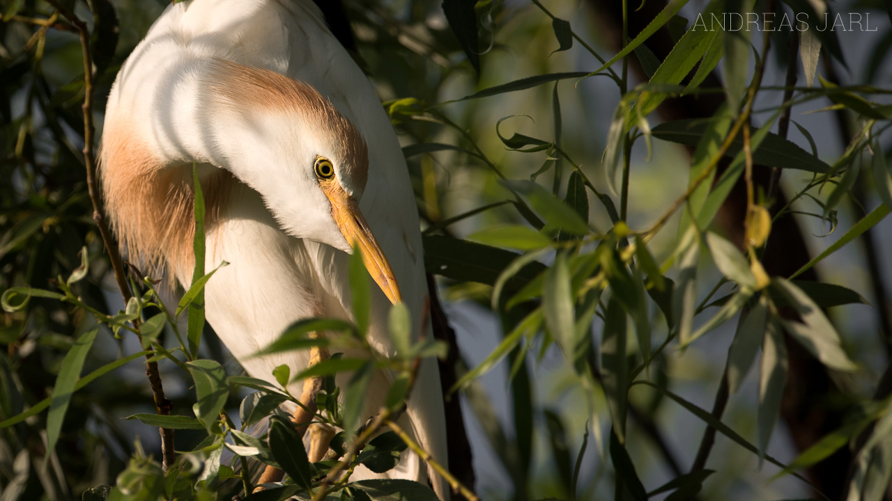 bubulcus_ibis_3494