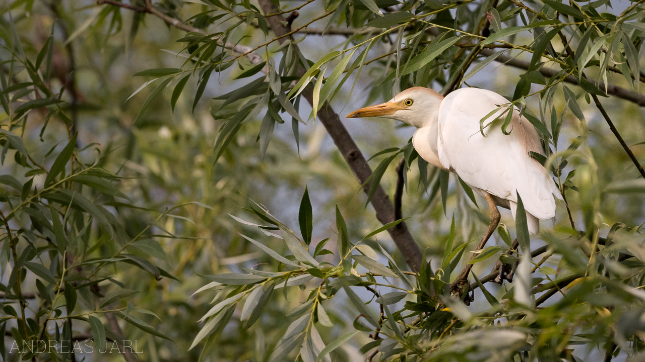 bubulcus_ibis_3495