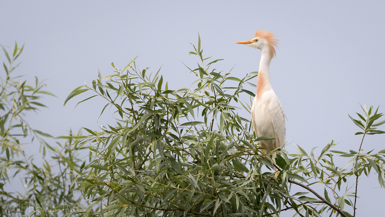 bubulcus_ibis_3497