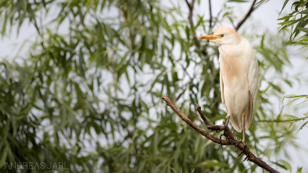 bubulcus_ibis_3498