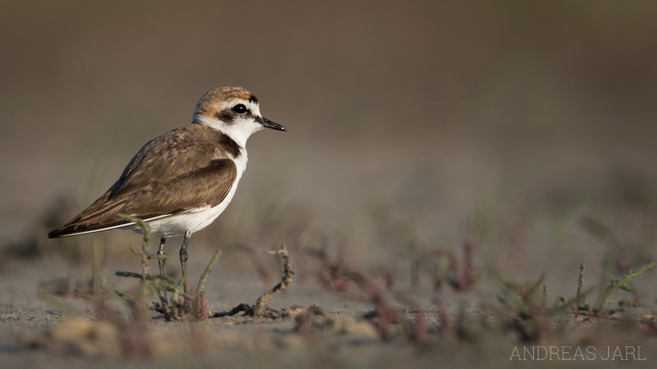 charadrius_alexandrinus_3584