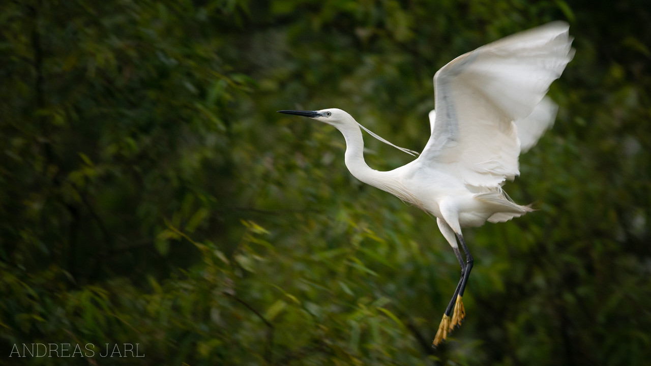 egretta_garzetta_3568