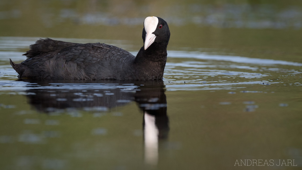 fulica_atra_3583