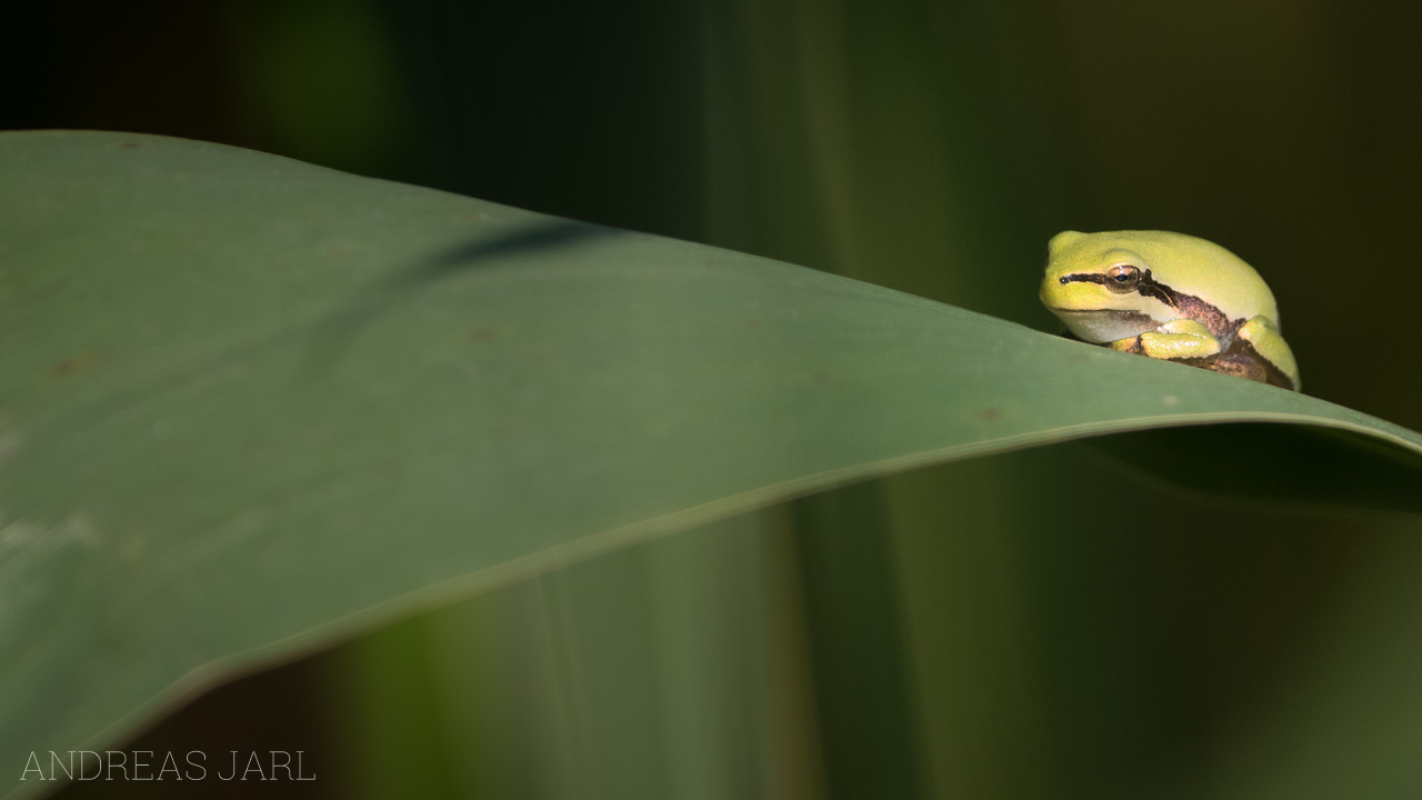 hyla_arborea_3626