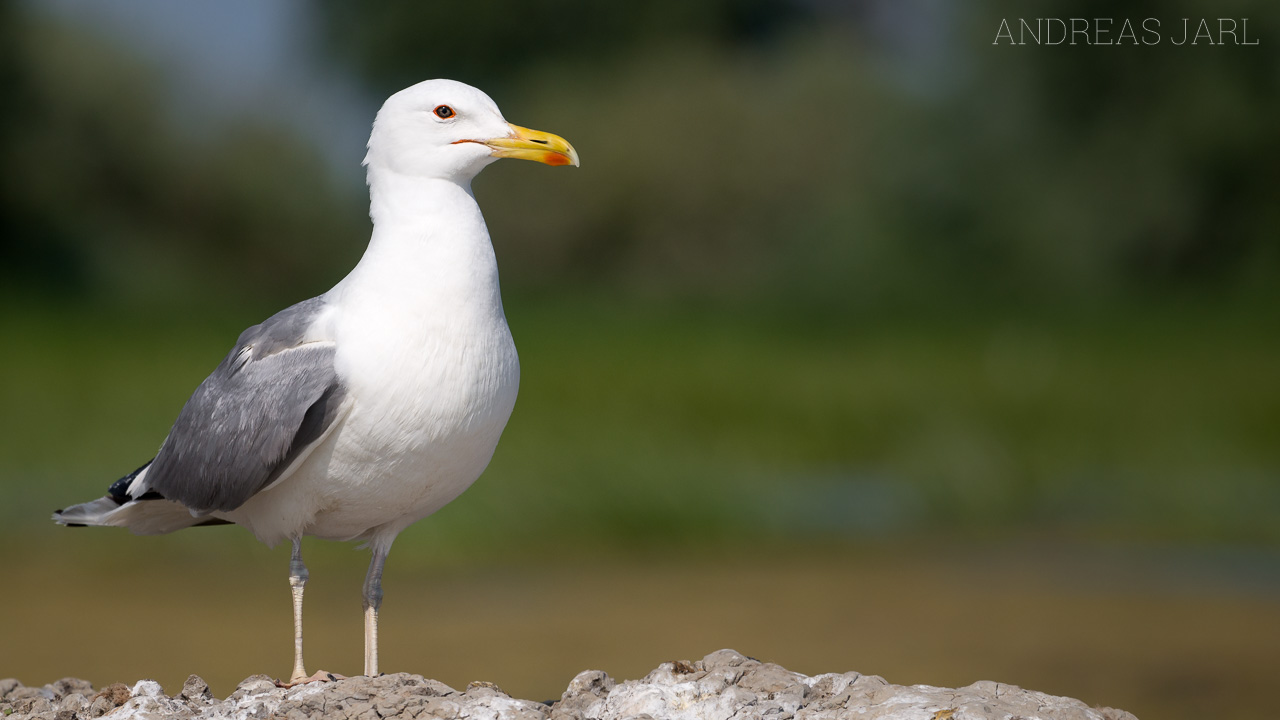 larus_cachinnans_3485