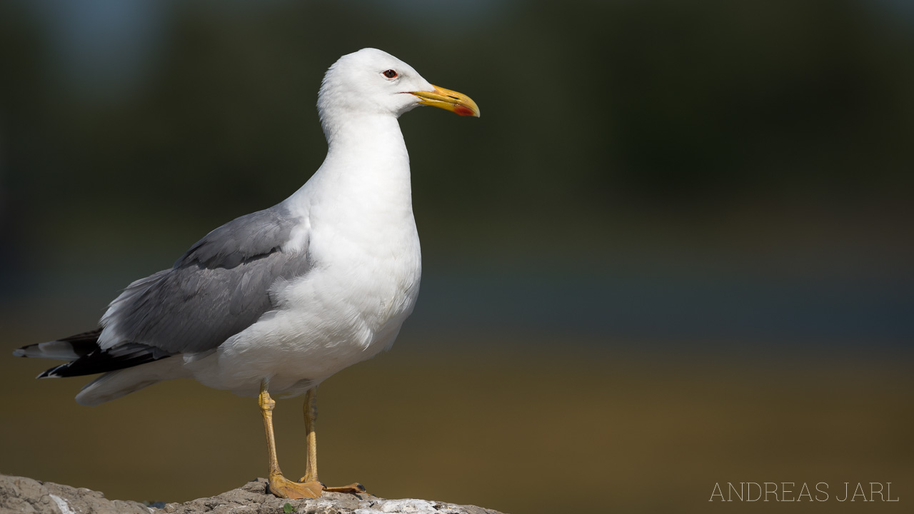 larus_cachinnans_3486