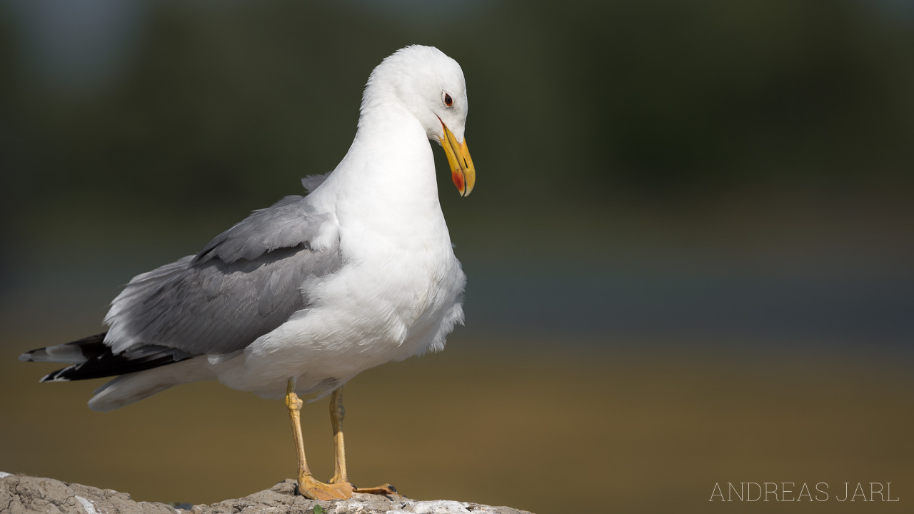 larus_cachinnans_3487