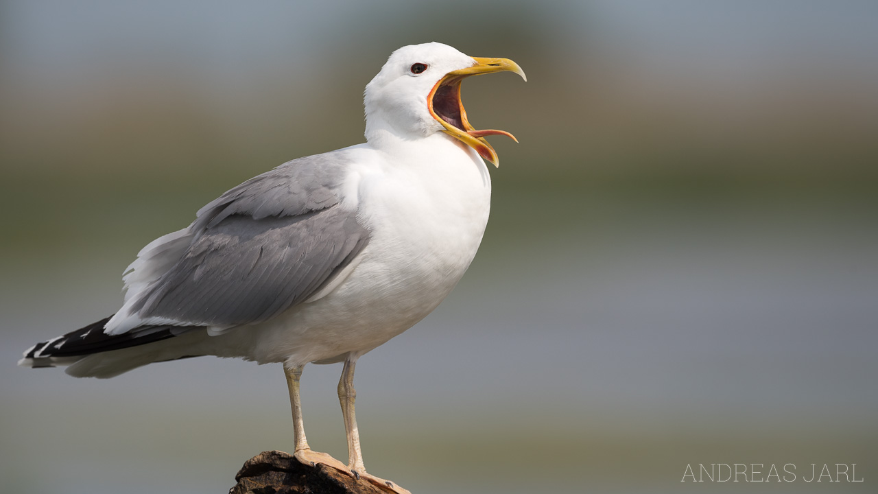 larus_cachinnans_3491