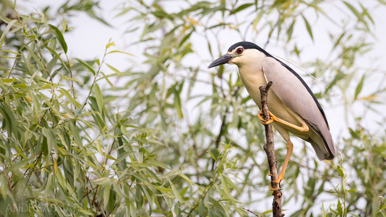 nycticorax_nycticorax_3516