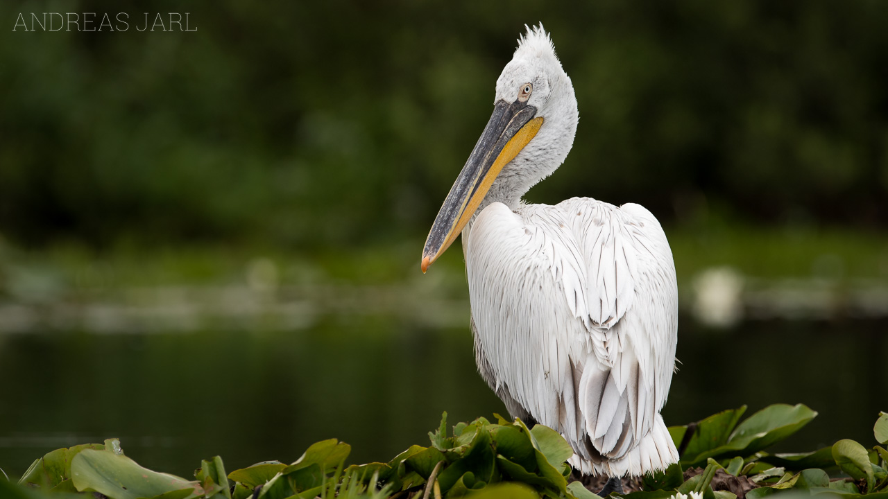 pelecanus_crispus_3506