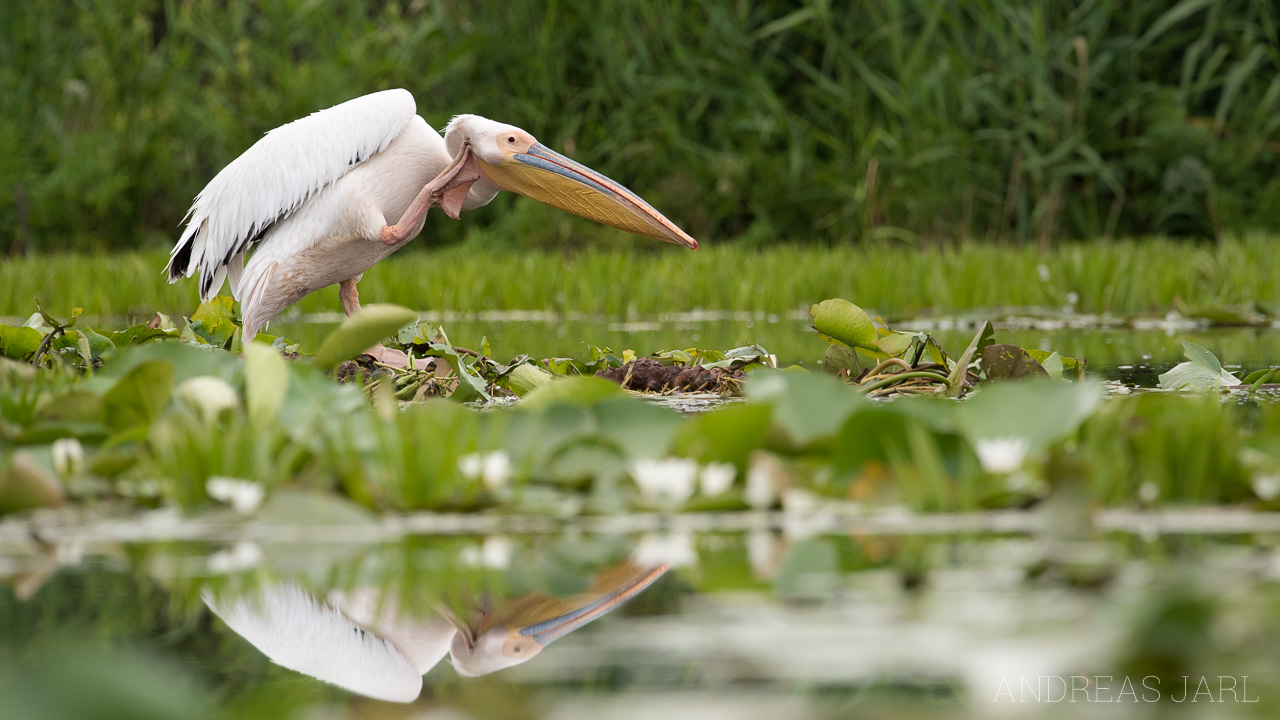 pelecanus_onocrotalus_3599