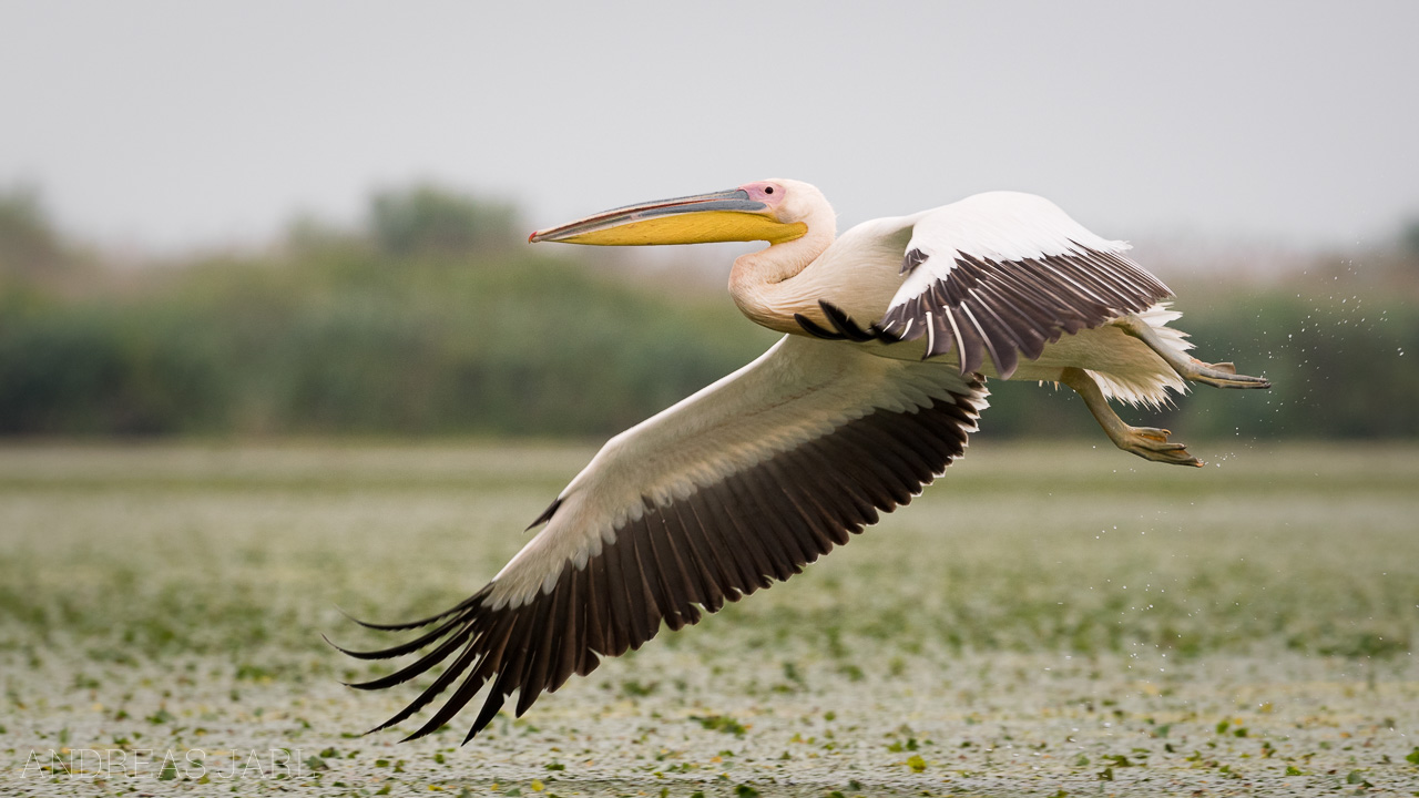 pelecanus_onocrotalus_3602