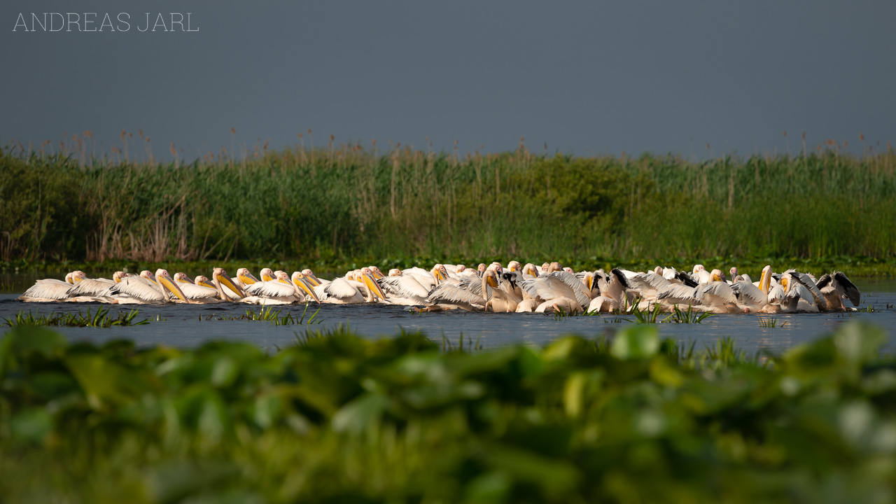 pelecanus_onocrotalus_3605