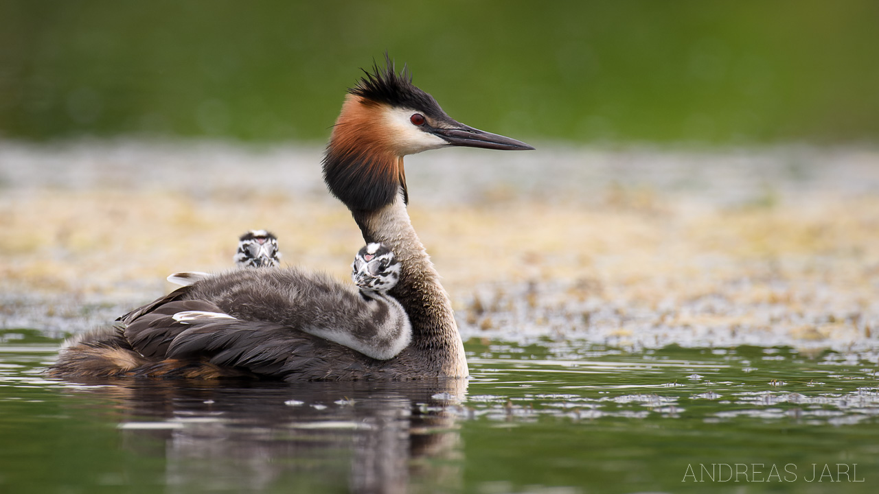 podiceps_cristatus_3571_dxo