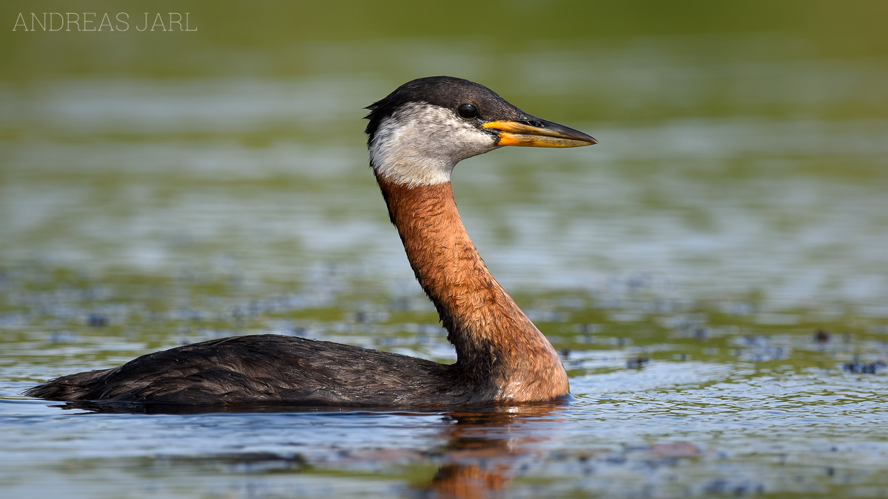 podiceps_grisegena_3471_dxo