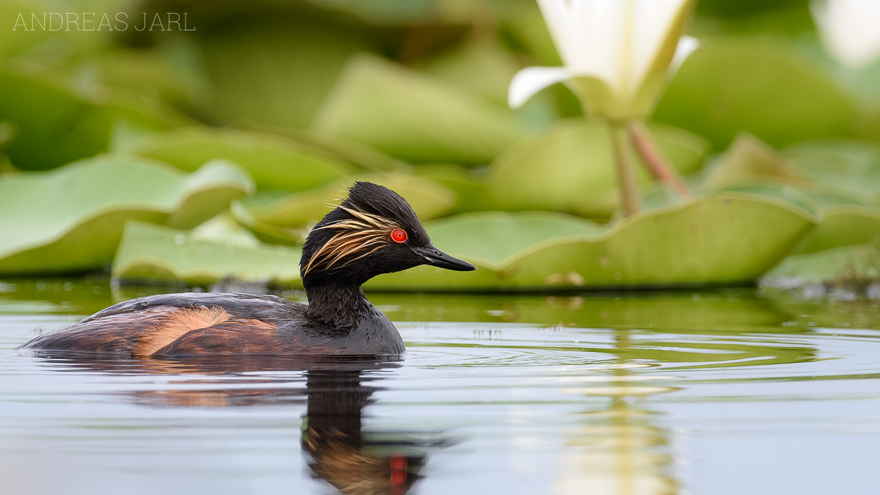 podiceps_nigricollis_3586_dxo