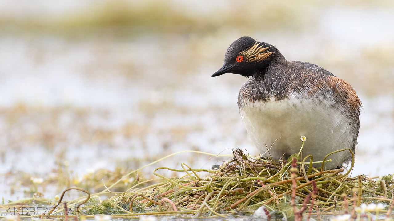 podiceps_nigricollis_3587_dxo