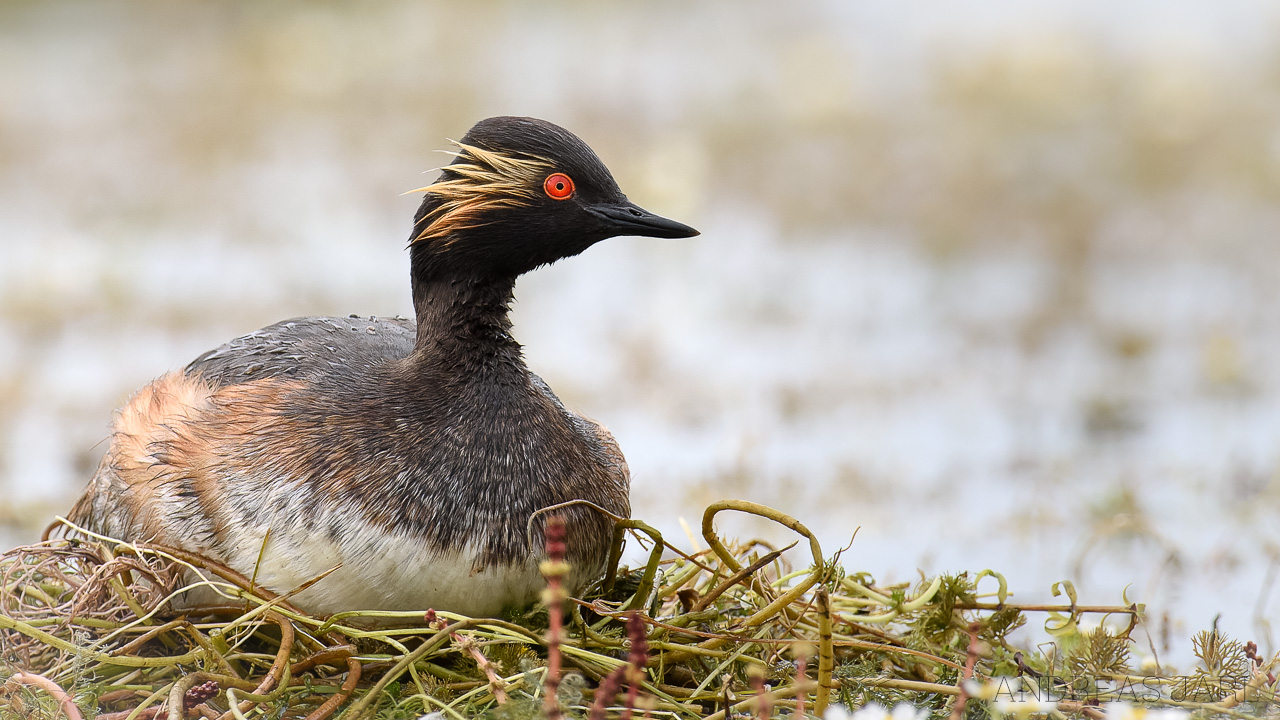 podiceps_nigricollis_3588_dxo