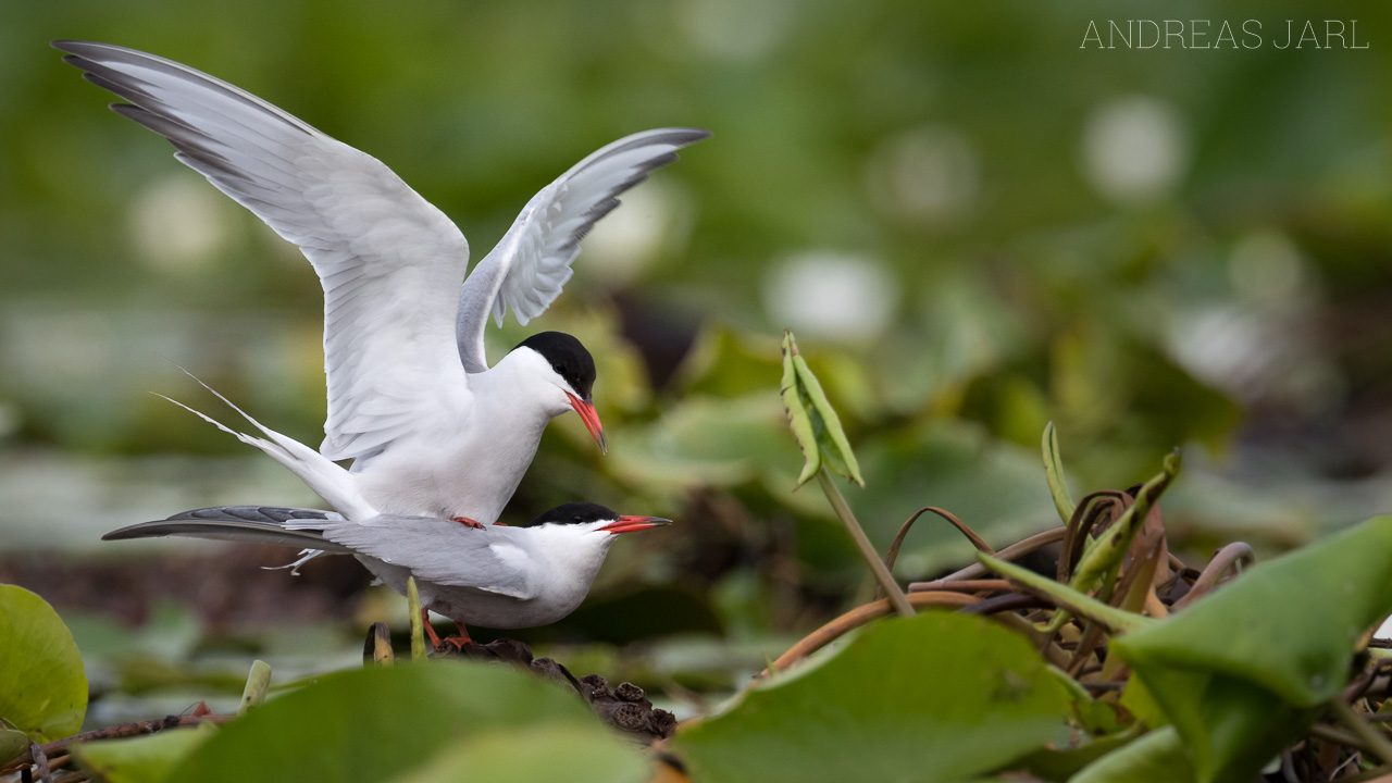 sterna_hirundo_3468