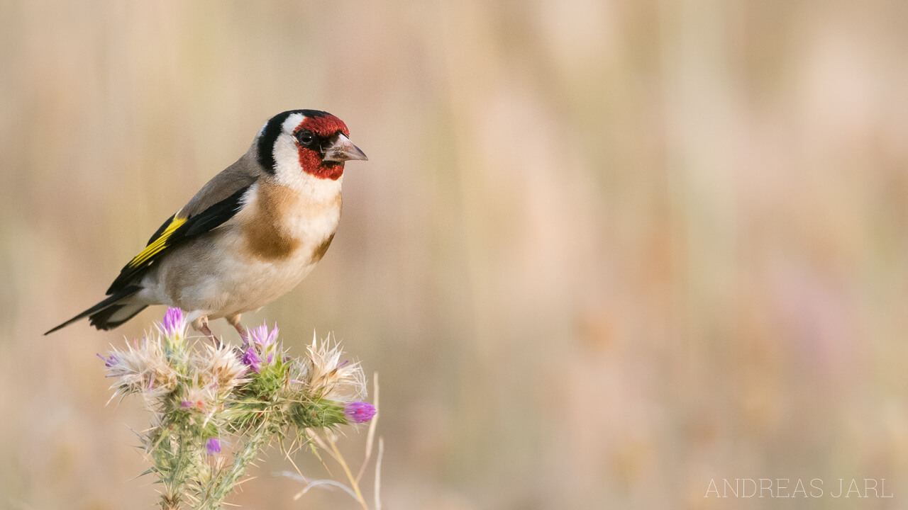 carduelis_carduelis_2638