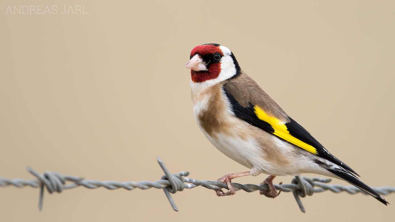 carduelis_carduelis_2640