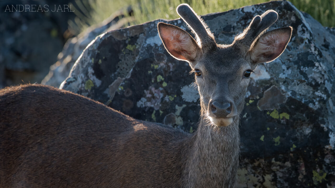 cervus_elaphus_2626