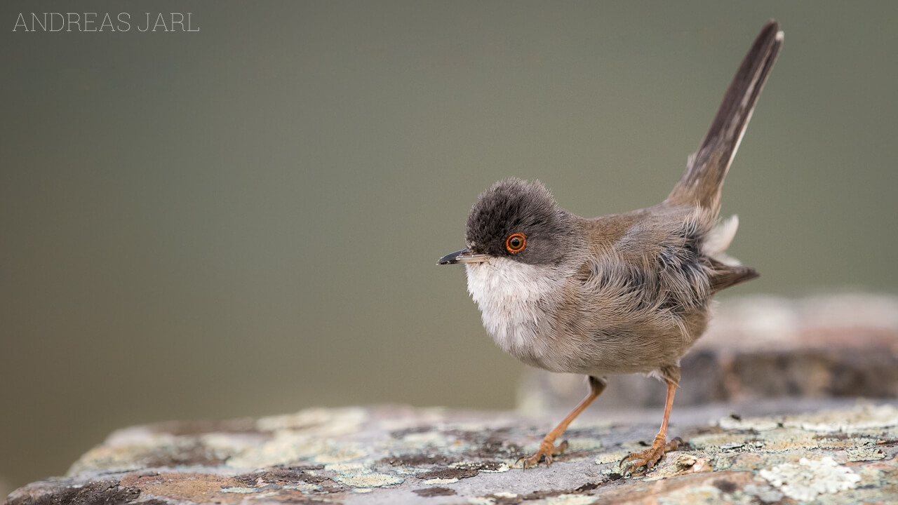 curruca_melanocephala_2848